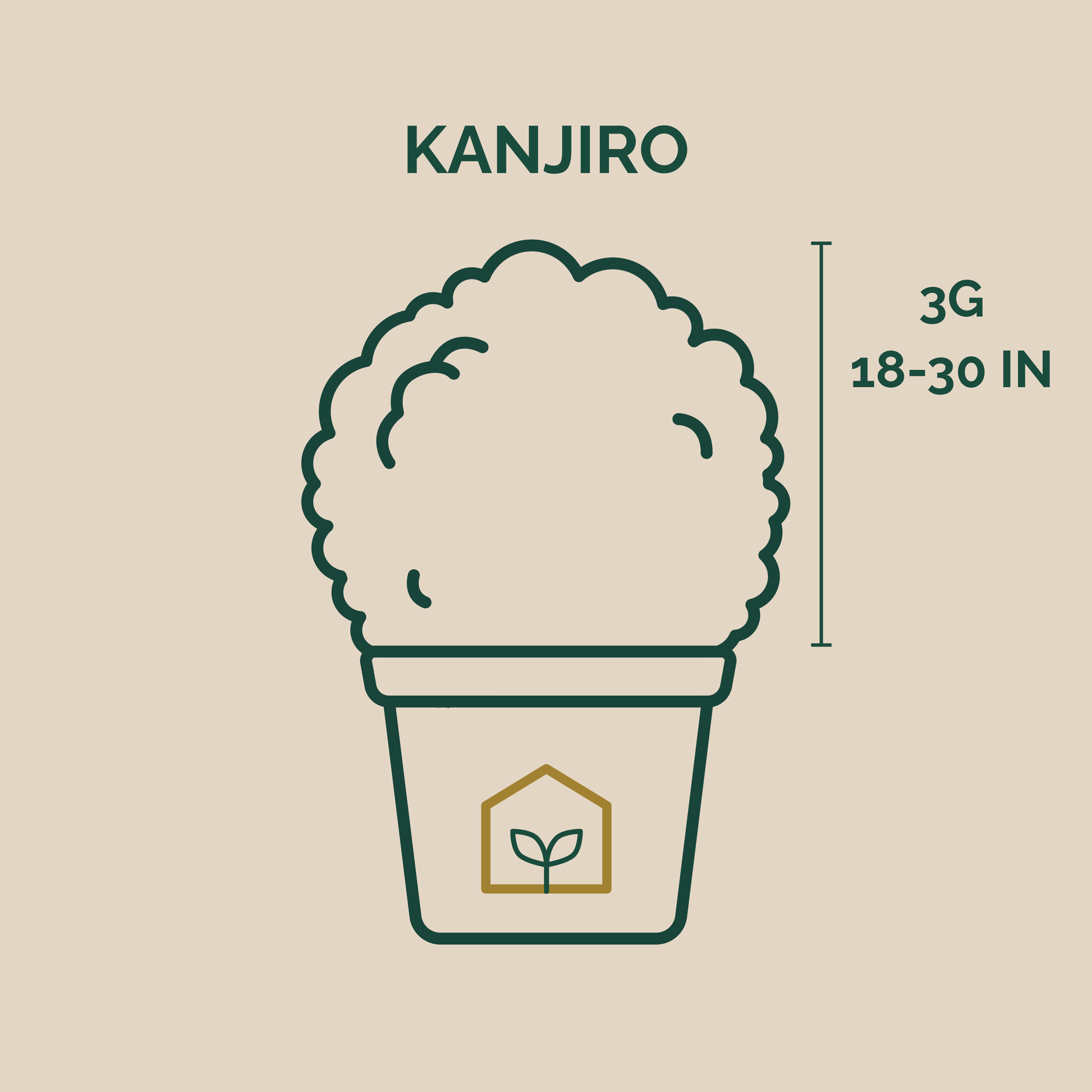 Illustration of a plant pot with 'KANJIRO' branding and plant size information on a beige background.