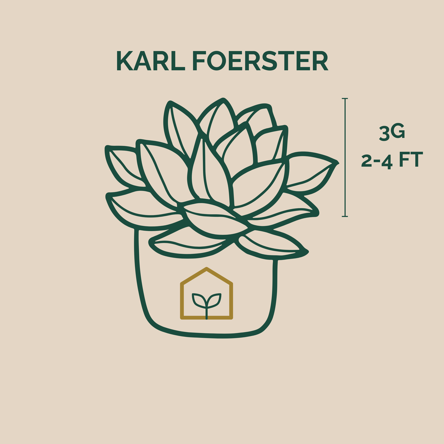 Illustration of a succulent plant with 'Karl Foerster' branding and plant size information on a beige background.