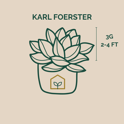 Illustration of a succulent plant with 'Karl Foerster' branding and plant size information on a beige background.