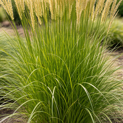 Close-up of a green grass plant with long, thin leaves and small yellow flowers.