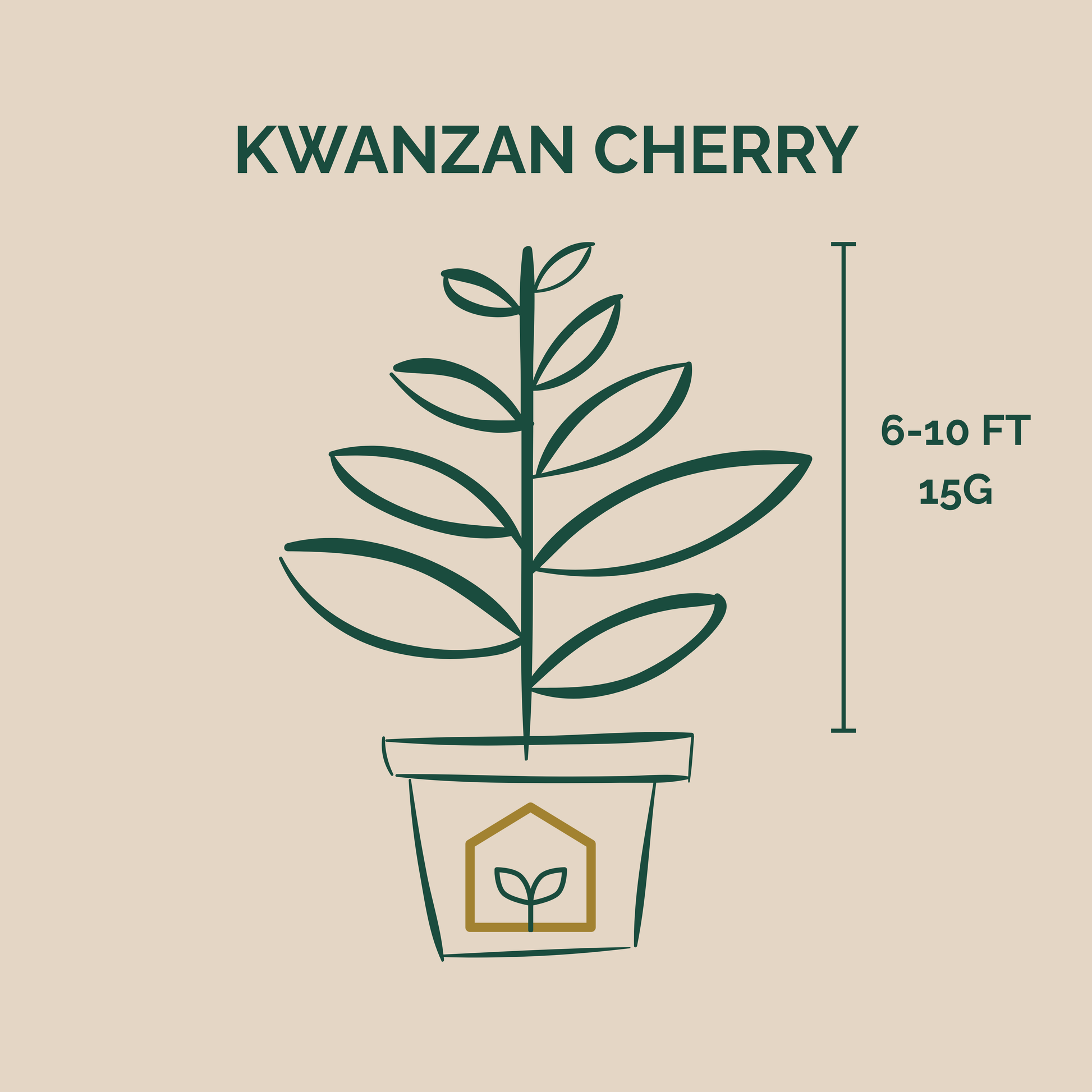 Illustration of a potted Kwanzan Cherry plant with dimensions on a beige background