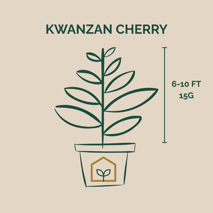 Illustration of a potted Kwanzan Cherry plant with dimensions on a beige background