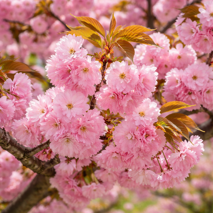 Close-up of pink cherry blossoms on a tree branch