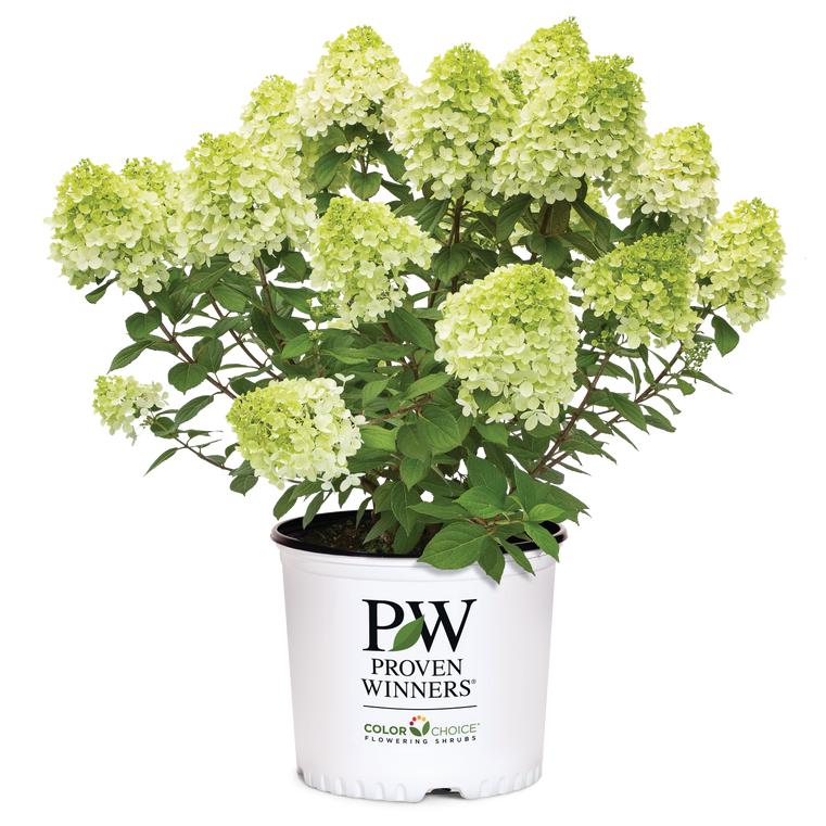 A potted flowering hydrangea plant with pale green and white blooms and green foliage, shown in a white nursery pot printed with the Proven Winners brand logo on a clean white background.