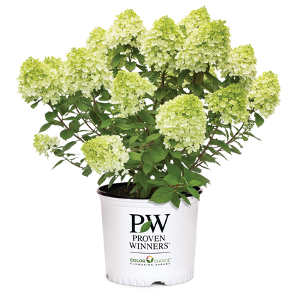 A potted flowering hydrangea plant with pale green and white blooms and green foliage, shown in a white nursery pot printed with the Proven Winners brand logo on a clean white background.