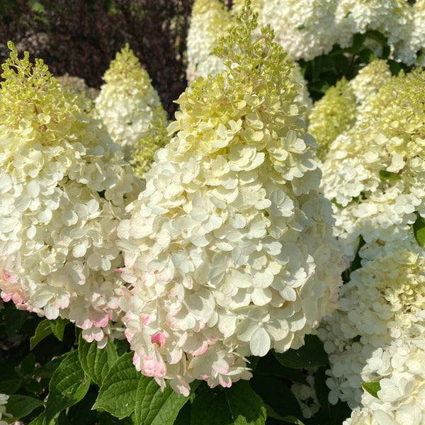 Close-up of white to pale pink hydrangea flower blooms with green leaves in a garden setting.