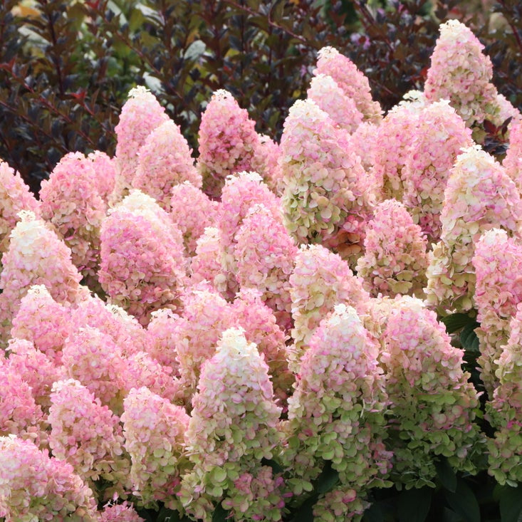 Pink and white hydrangea flower blooms in a dense cluster, with green foliage and a dark reddish background.