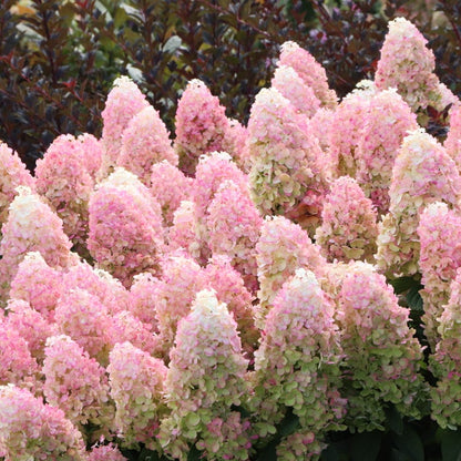 Pink and white hydrangea flower blooms in a dense cluster, with green foliage and a dark reddish background.