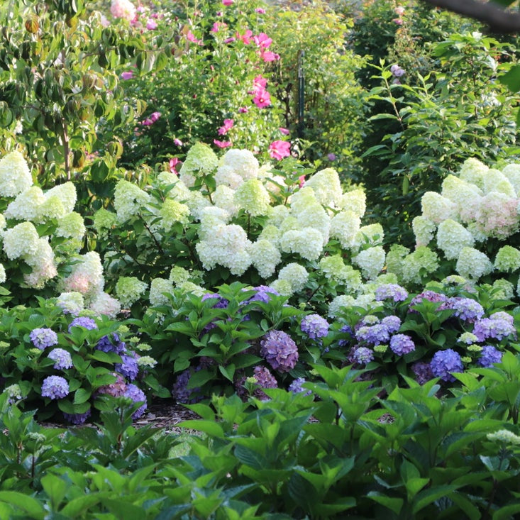 A lush garden bed filled with blooming hydrangea bushes, featuring large clusters of white flowers, purple flowers, and green foliage in a natural outdoor setting.