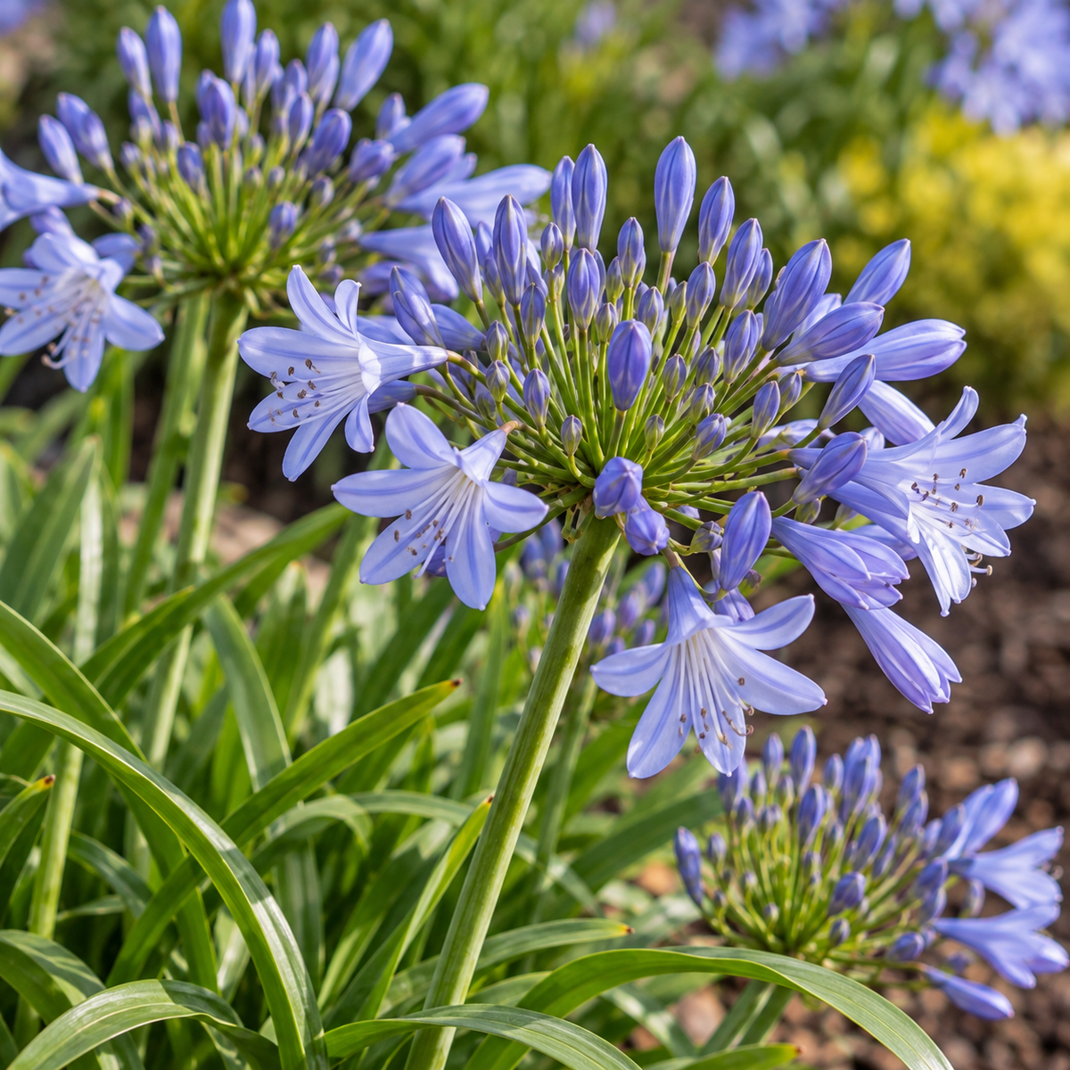 Straight A® 'Barley Blue' Agapanthus