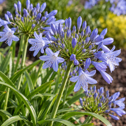 Straight A® 'Barley Blue' Agapanthus