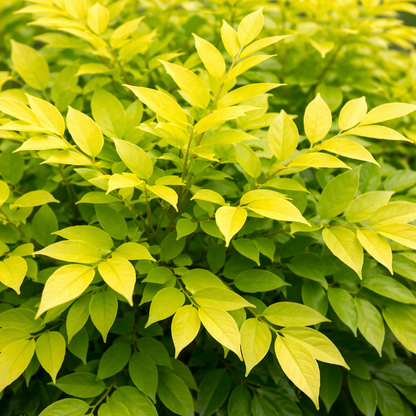 Close-up of a bush with green and yellow leaves