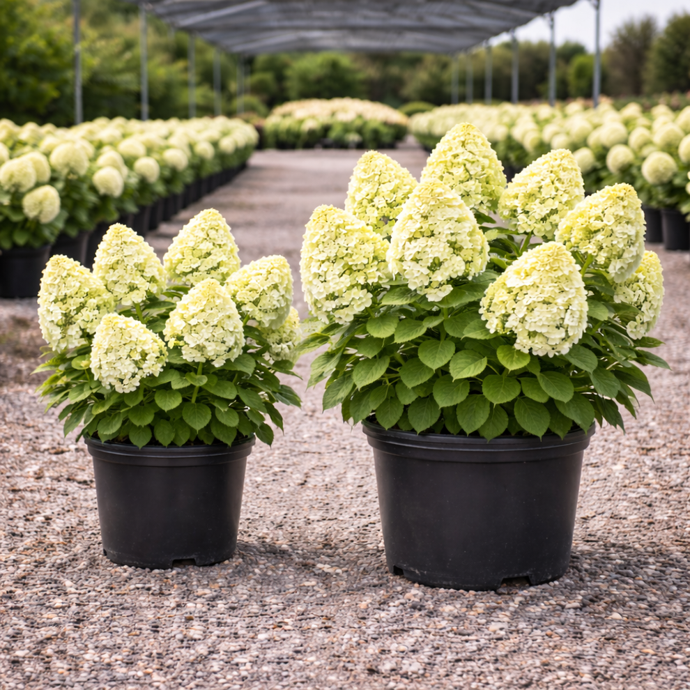 Limelight Hydrangea – Trees and Plants
