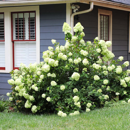 Limelight Hydrangea - 3 Gallon