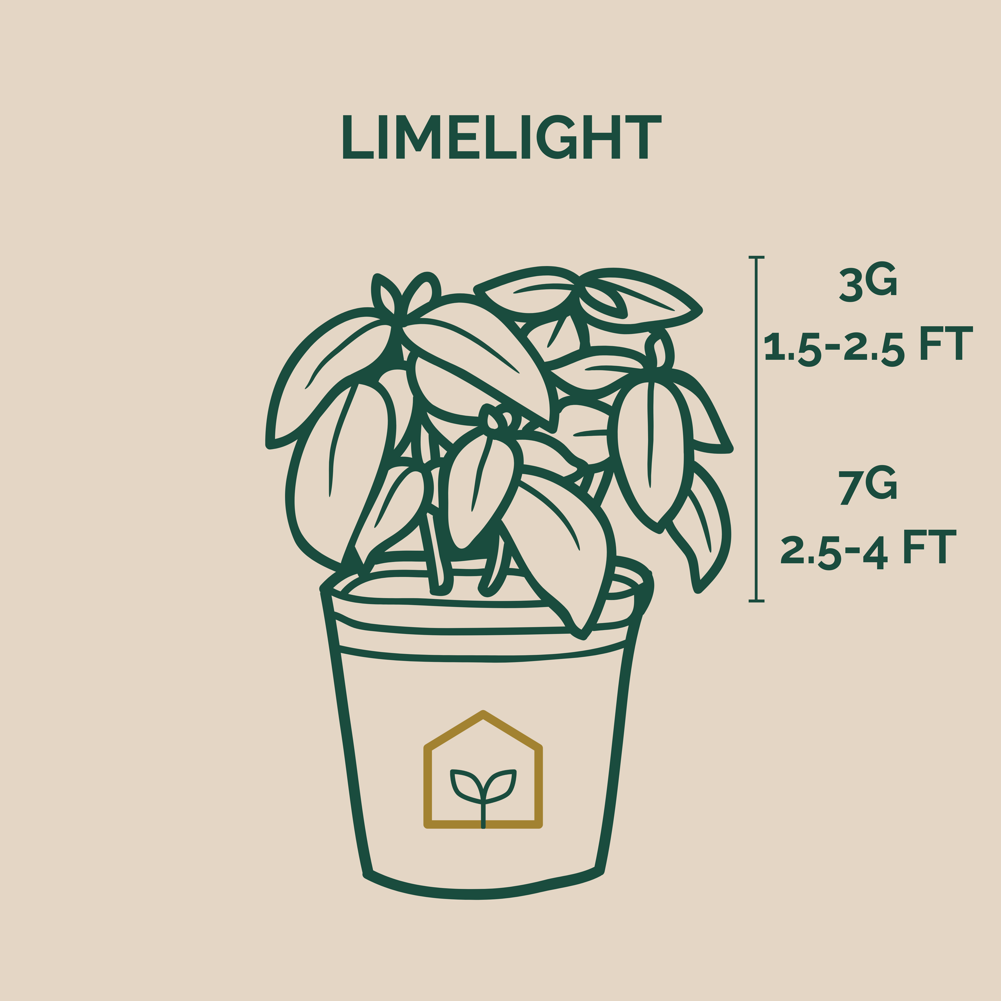 Illustration of a potted plant with growth guidelines on a beige background