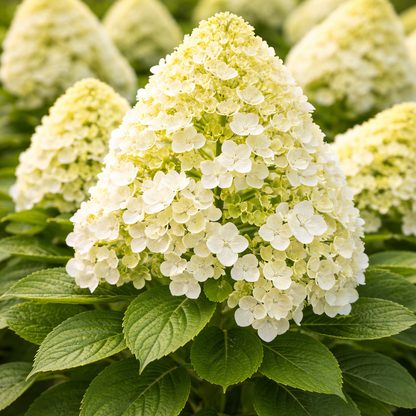 Close-up of a cluster of white hydrangea flowers with green leaves.