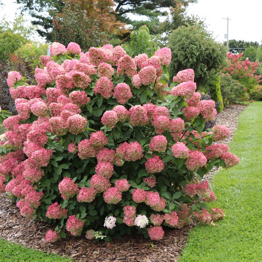 A large pink hydrangea bush in full bloom, planted in a garden bed beside a green lawn and mulch.