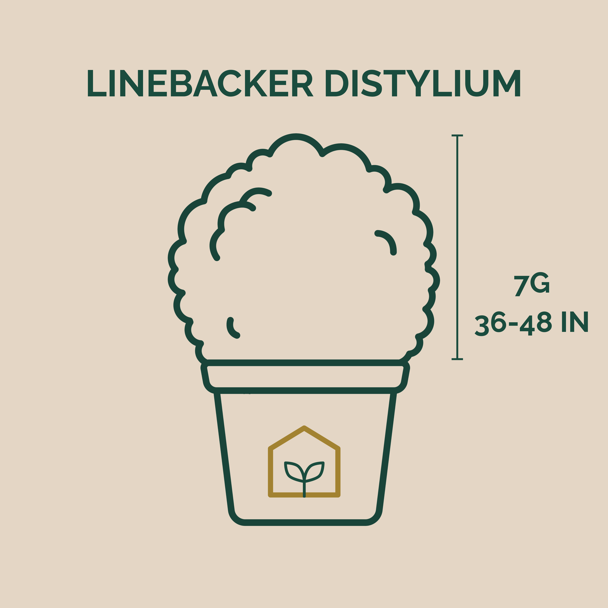 Illustration of a plant labeled 'Linebacker Distylium' with dimensions on a beige background