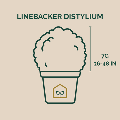 Illustration of a plant labeled 'Linebacker Distylium' with dimensions on a beige background