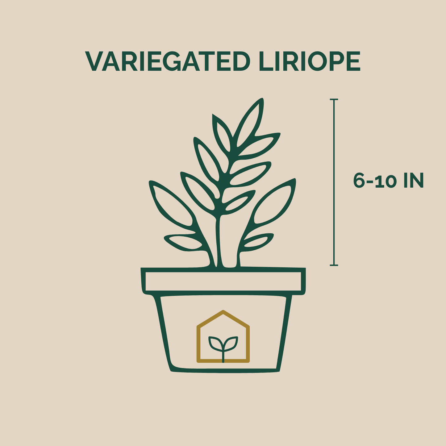 Variegated Liriope Perennial - 1 Gallon