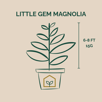 Illustration of a Little Gem Magnolia plant with dimensions on a beige background