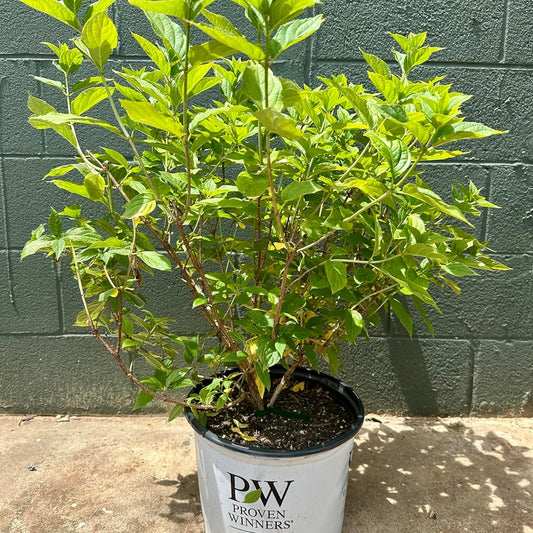 Potted plant with 'Proven Winners' label against a green brick wall.