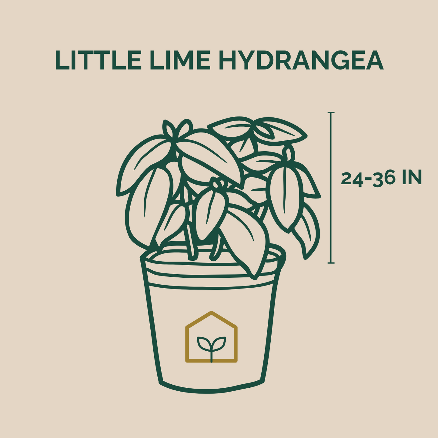 Illustration of a potted Little Lime Hydrangea plant with dimensions on a beige background