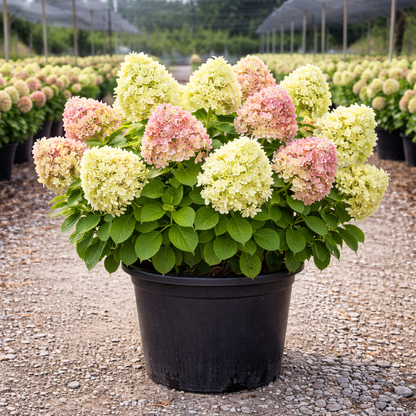Potted plant with pink and green flowers in a garden setting