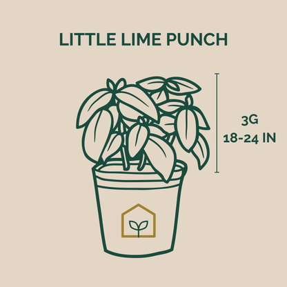 Illustration of a potted plant with 'Little Lime Punch' text and plant dimensions on a beige background.