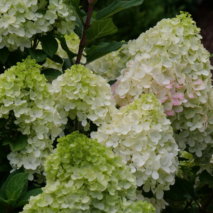 Close-up of hydrangea flower clusters with pale green to creamy white blooms surrounded by dark green leaves.