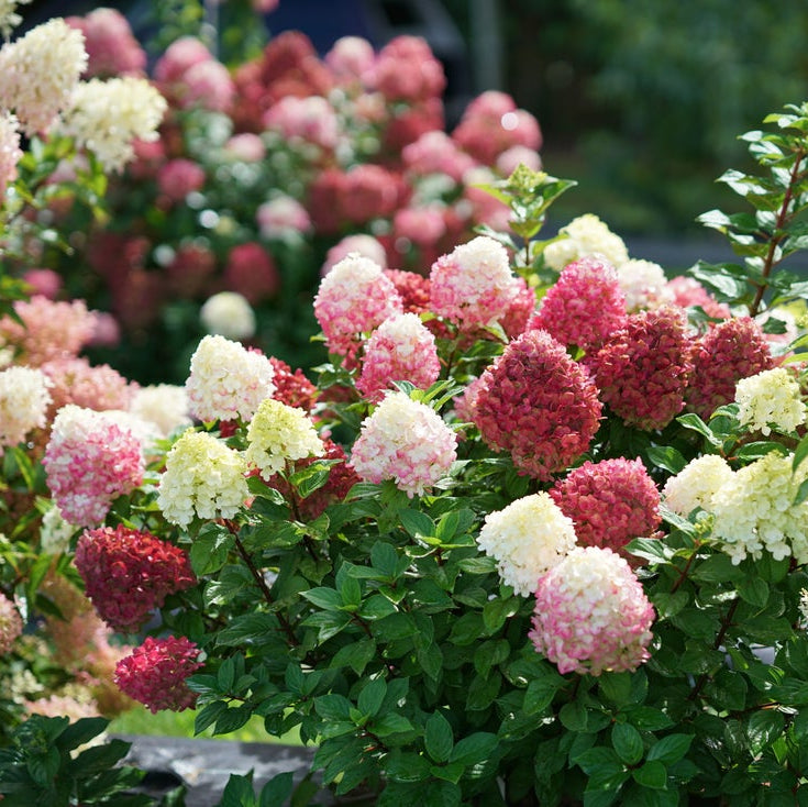 Blooming hydrangea bushes with clusters of pink, red, and white flowers surrounded by green foliage in a garden setting.