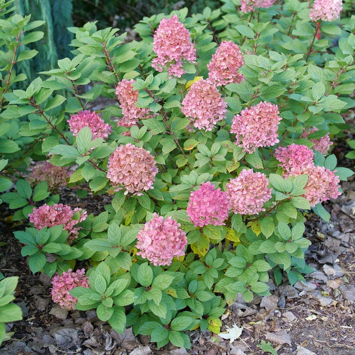 Pink hydrangea flower blooms surrounded by green foliage in a garden bed with mulch.