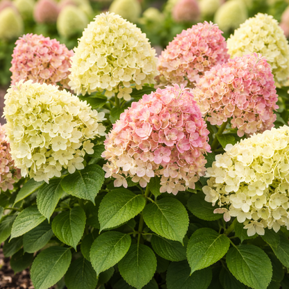 Cluster of pink and white hydrangea flowers with green leaves.