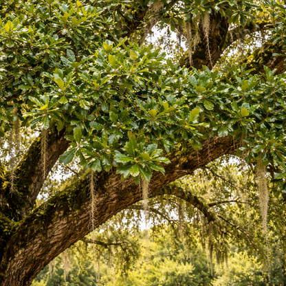 Large tree with green leaves and a thick trunk in a forest setting