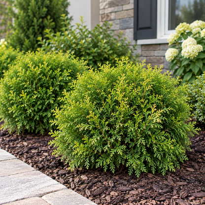 Tater Tot® Arborvitae