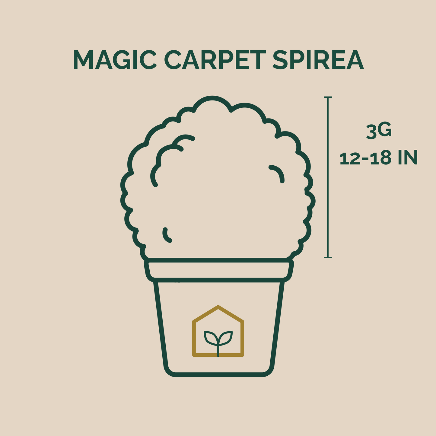 Illustration of a potted plant labeled 'Magic Carpet Spirea' with dimensions on a beige background.