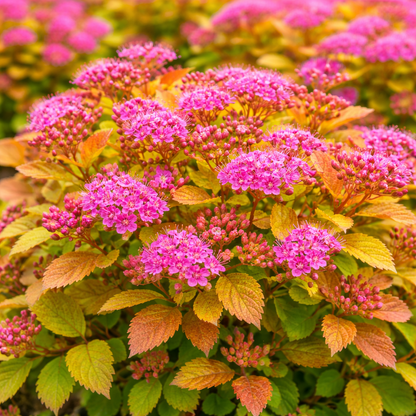 Close-up of a flowering plant with pink blossoms and green leaves.