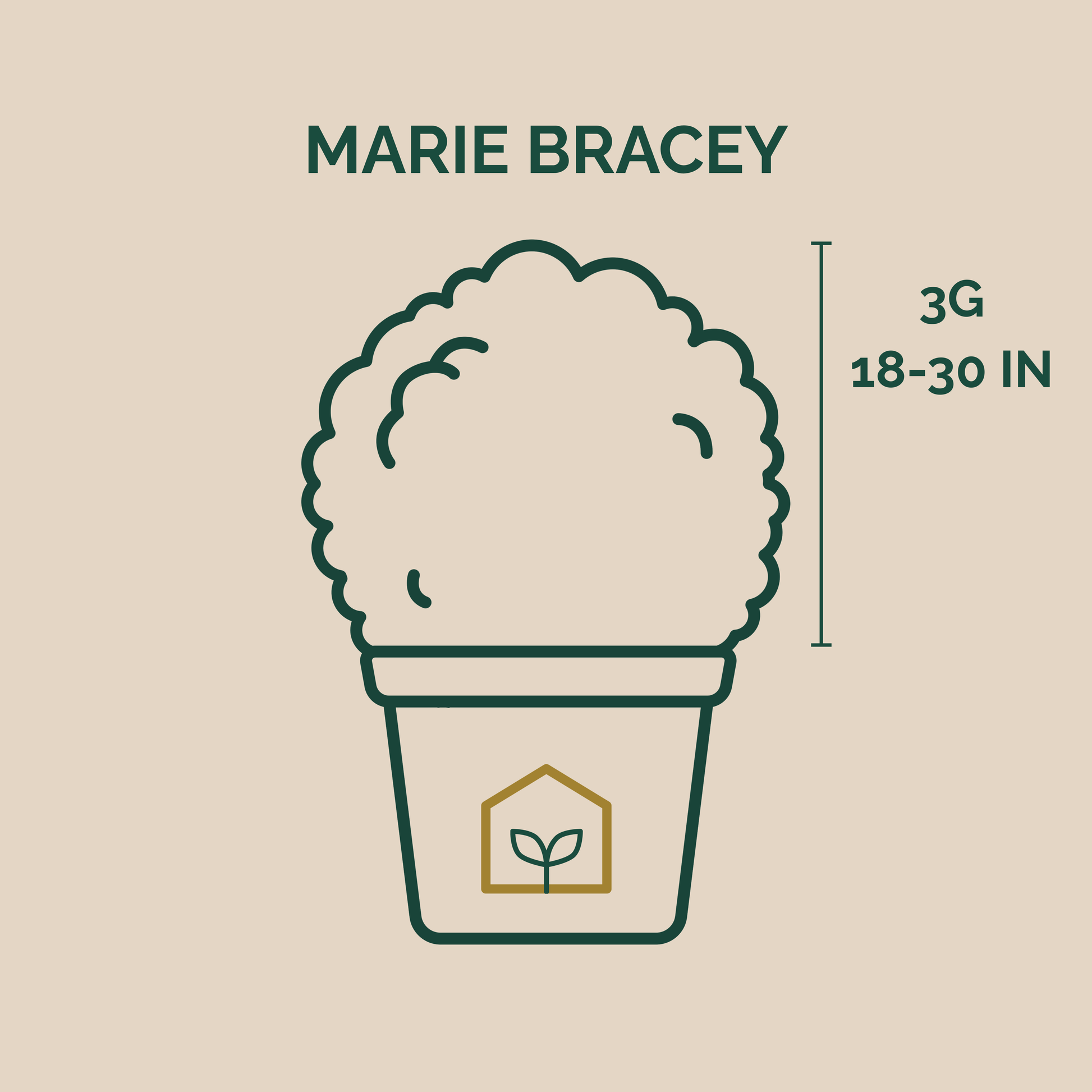 Illustration of a plant pot with dimensions and brand name on a beige background