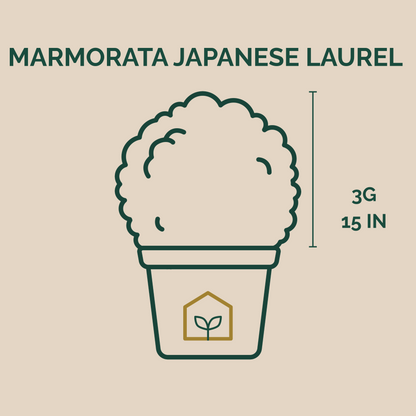 Marmorata Japanese Laurel (Gold Dust Plant)