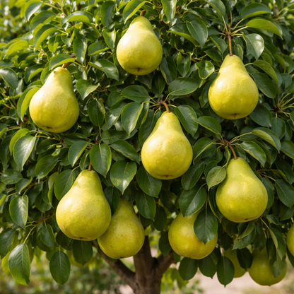 Green pears hanging from a tree with leaves