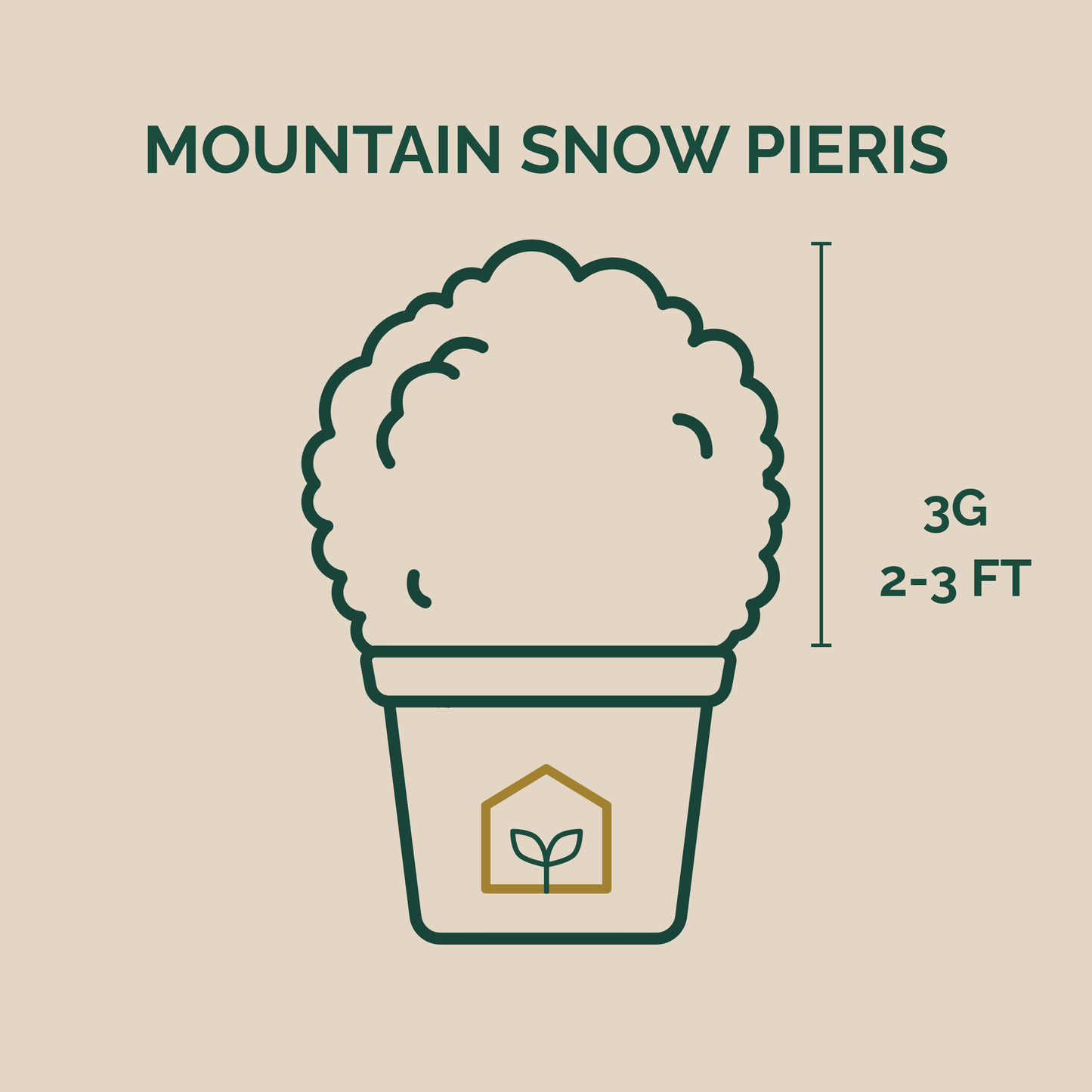 Illustration of a mountain snow pieris plant in a pot with dimensions on a beige background