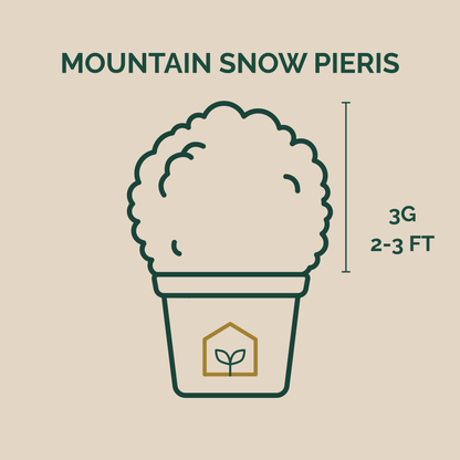 Illustration of a mountain snow pieris plant in a pot with dimensions on a beige background