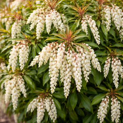 White flowering plant with green leaves