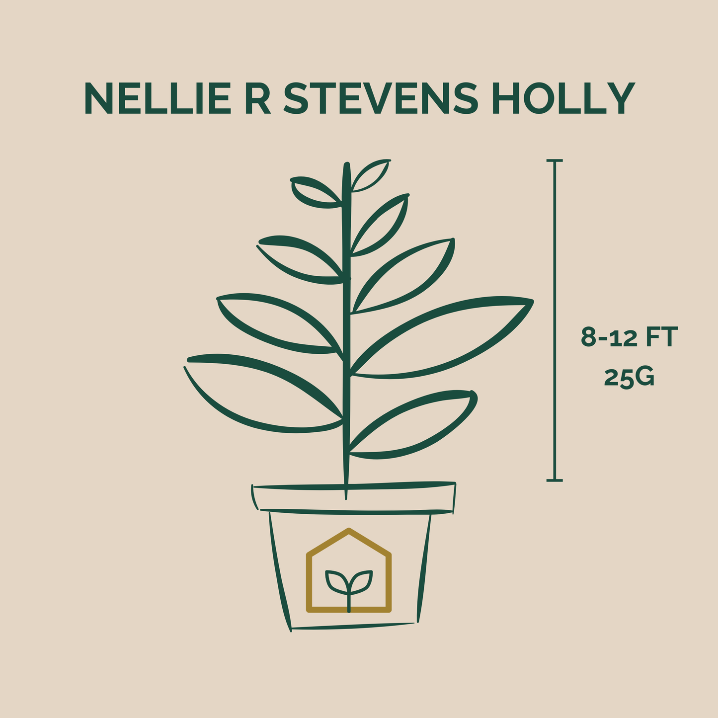 Illustration of a potted plant with 'Nellie R Stevens Holly' text and dimensions on a beige background