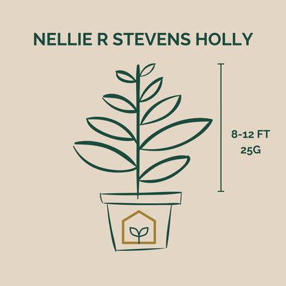 Illustration of a potted plant with 'Nellie R Stevens Holly' text and dimensions on a beige background