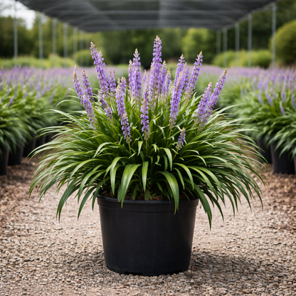 Potted plant with purple flowers and green leaves in a garden setting