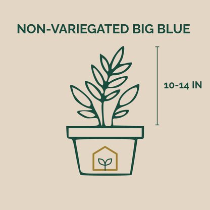 Illustration of a potted plant with dimensions on a beige background