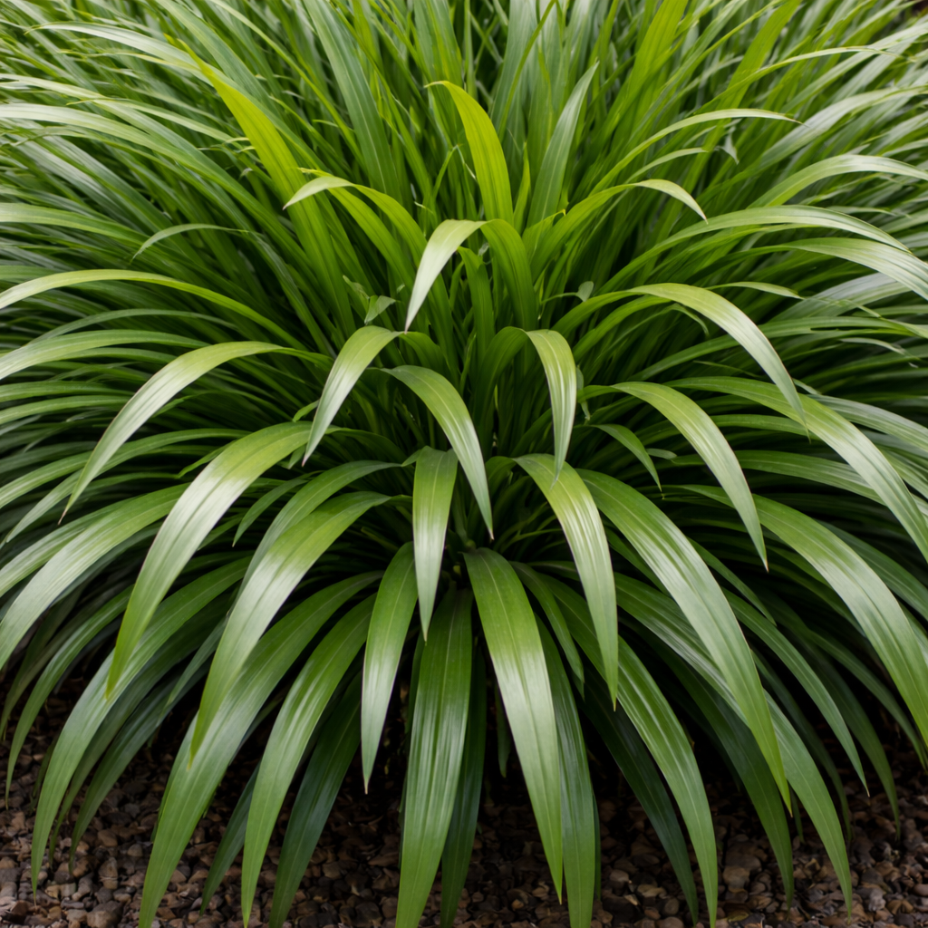 Close-up of a green ornamental grass plant