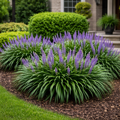 Non-Variegated Big Blue Liriope in Landscaping