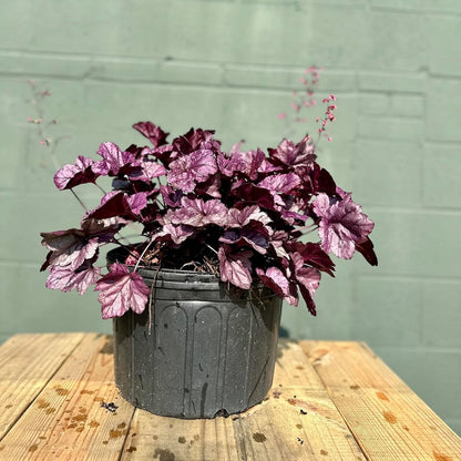 Potted plant with purple leaves on a wooden surface against a green wall.